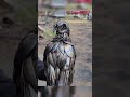 Девушка сварщик создаёт животных из столовых приборов