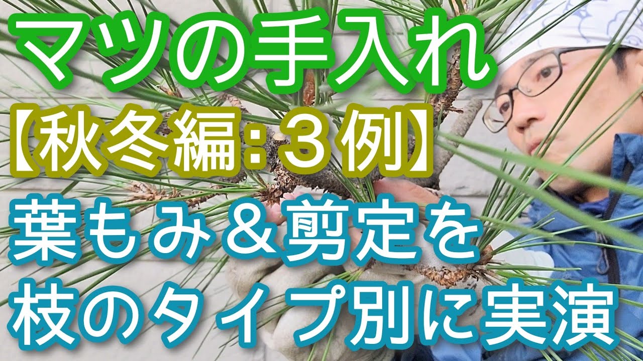 【松の手入れ(秋冬編)】枝のタイプ別にもみあげ＆剪定を実演します(2025年11月)✋🔍