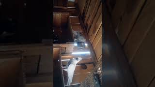 Isparta Gümüş Soyu Dönekkkk