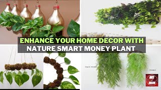 Enhance Your Home Decor with Nature Smart Money Plant Placement Tips