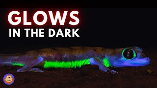 4 Animals That Surprisingly Glow in the Dark