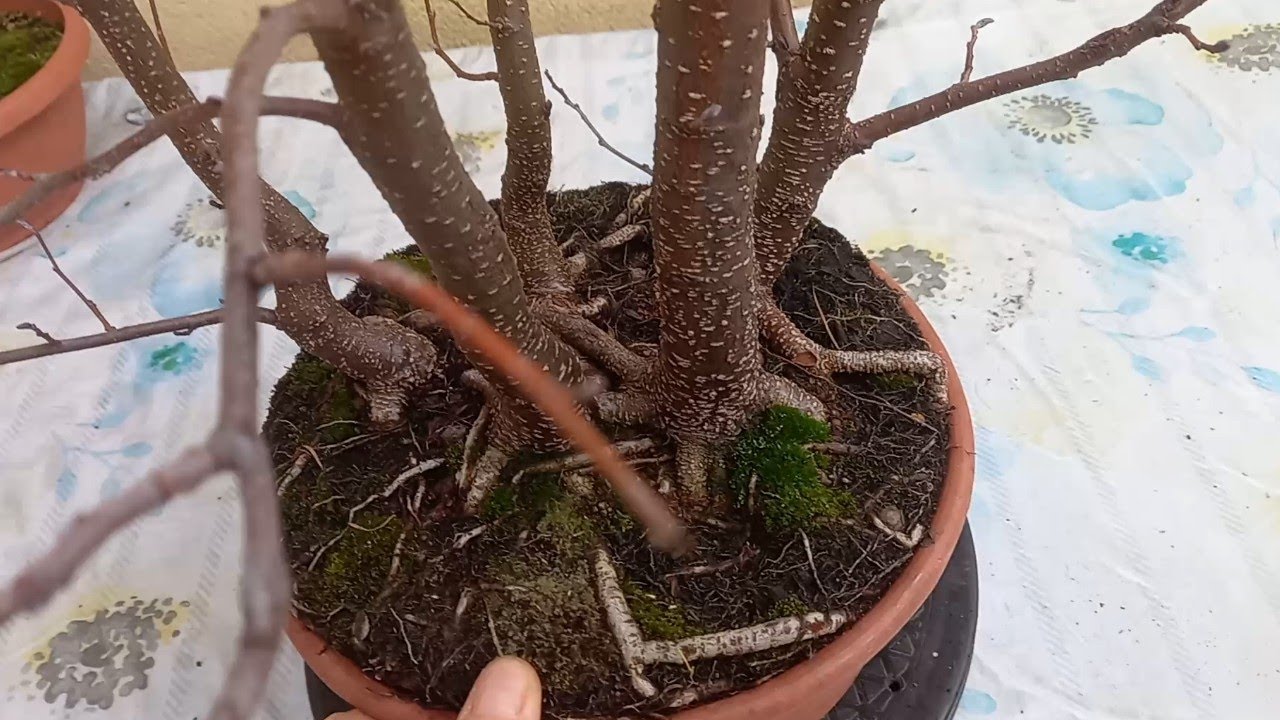 Olsze czarne,trzmielina i jabłoń-zimowe przycięcie 2024