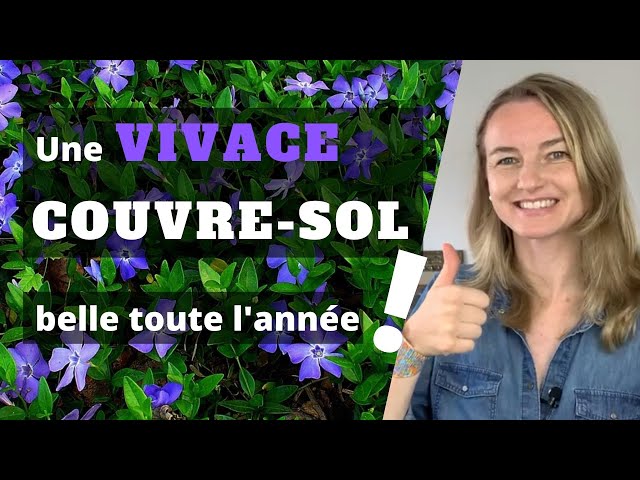Comestible et décoratif, ce couvre-sol fleuri se savoure en salade ou en tisane, tout en embellissant les massifs