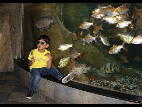 Dubai Aquarium I Underwater Zoo I Dubai Mall I Dubai Trourism I Dubai I UAE