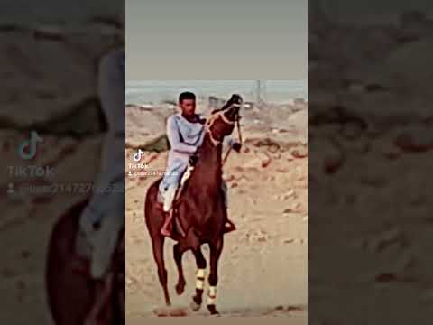 الانجليزي فريد باشا