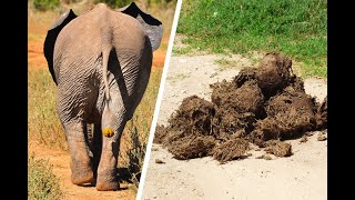 Mwo The Brown Sea In A Nutshell Chat