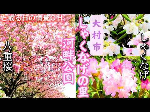 【長崎県】しゃくなげの里河畔公園 ～八重桜 としゃくなげの共演～【大村市】#花々ｿﾞｰﾝ
