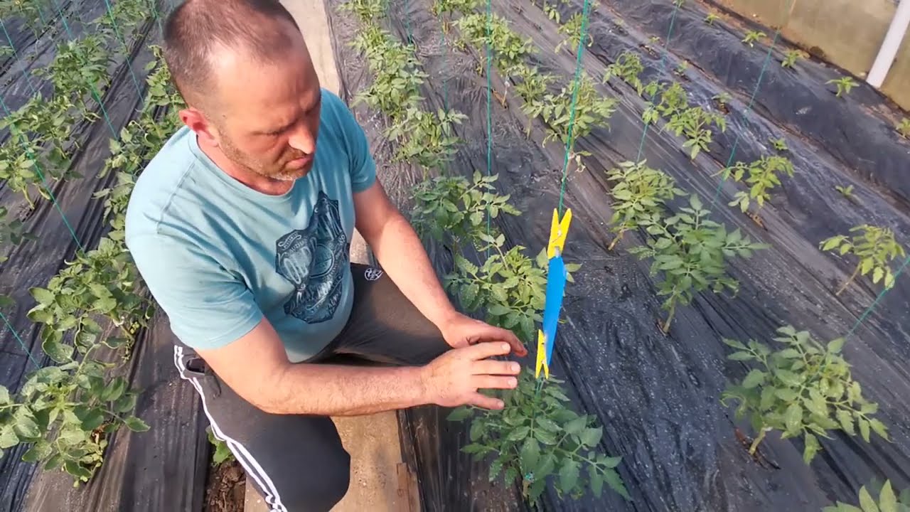 AM MONTAT CAPCANELE LIPICIOASE !