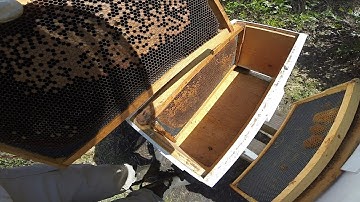 This Is A First...Nuc No.1 Absconded! #colesfarmnc #beekeeping #honeybee