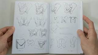 Morpho: Skeleton and Bone Reference Points