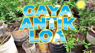 gaya antik pohon loa berkarakter tua berkaki 2