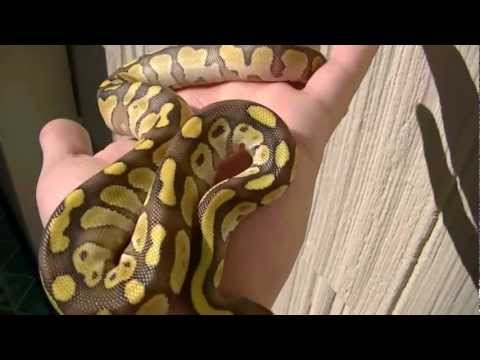 New ball python GDH reptiles