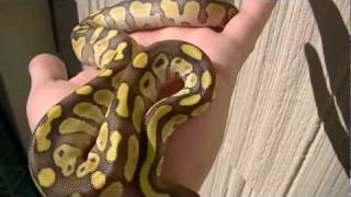 Celebrity New ball python GDH reptiles Net Worth