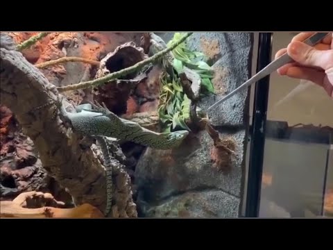 Video: Oormatige Gewigsverlies In Geitjies Skinny Tail In LIzards