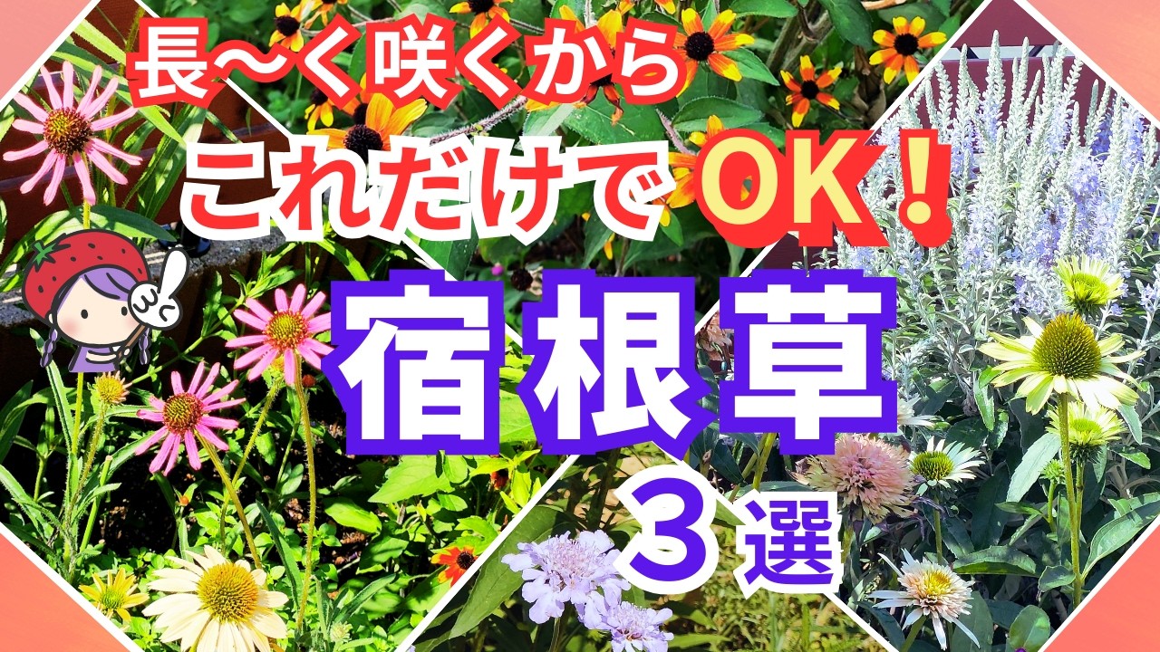Gardening] Introducing three recommended perennial plants that