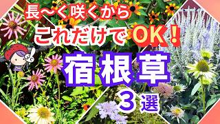 リピーター様ローズGaden様御まとめ御購入品♡ Gardening] Introducing three recommended perennial plants that