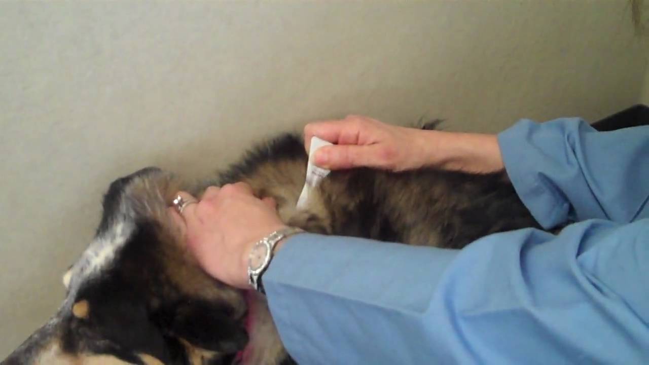 applying flea treatment to dogs