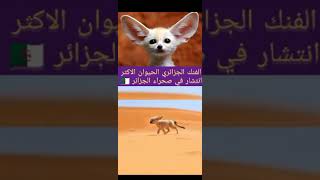 الفنك الجزائري الحيوان الاكثر انتشار في صحراء الجزائر 🇩🇿