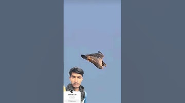 Falcon Hits Eagle #shortvideo #shortsfeed #shorts