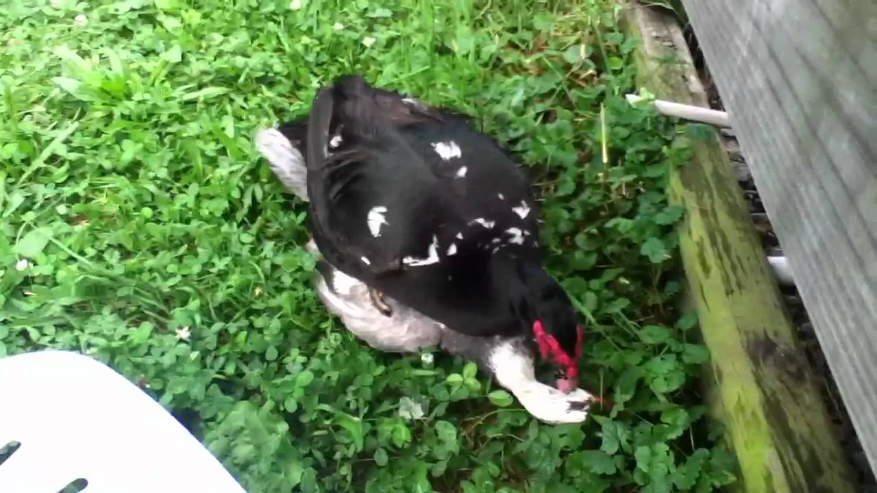 Ducks Having Sex - Youtube-8774