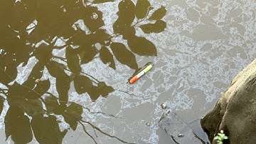 Tập 379 - Giật Không Kịp Với Cá Rô Đồng Dưới Cống Trạm Bơm Nước Lên Ruộng