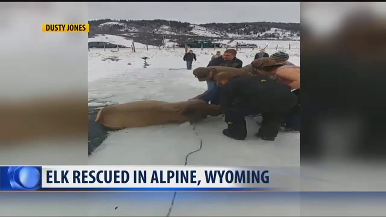 Elk Rescue in Wyoming YouTube