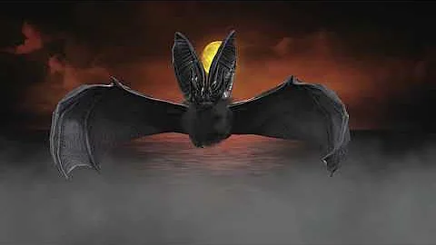 The soothing Sound of Bats at Night. Bats Ambience