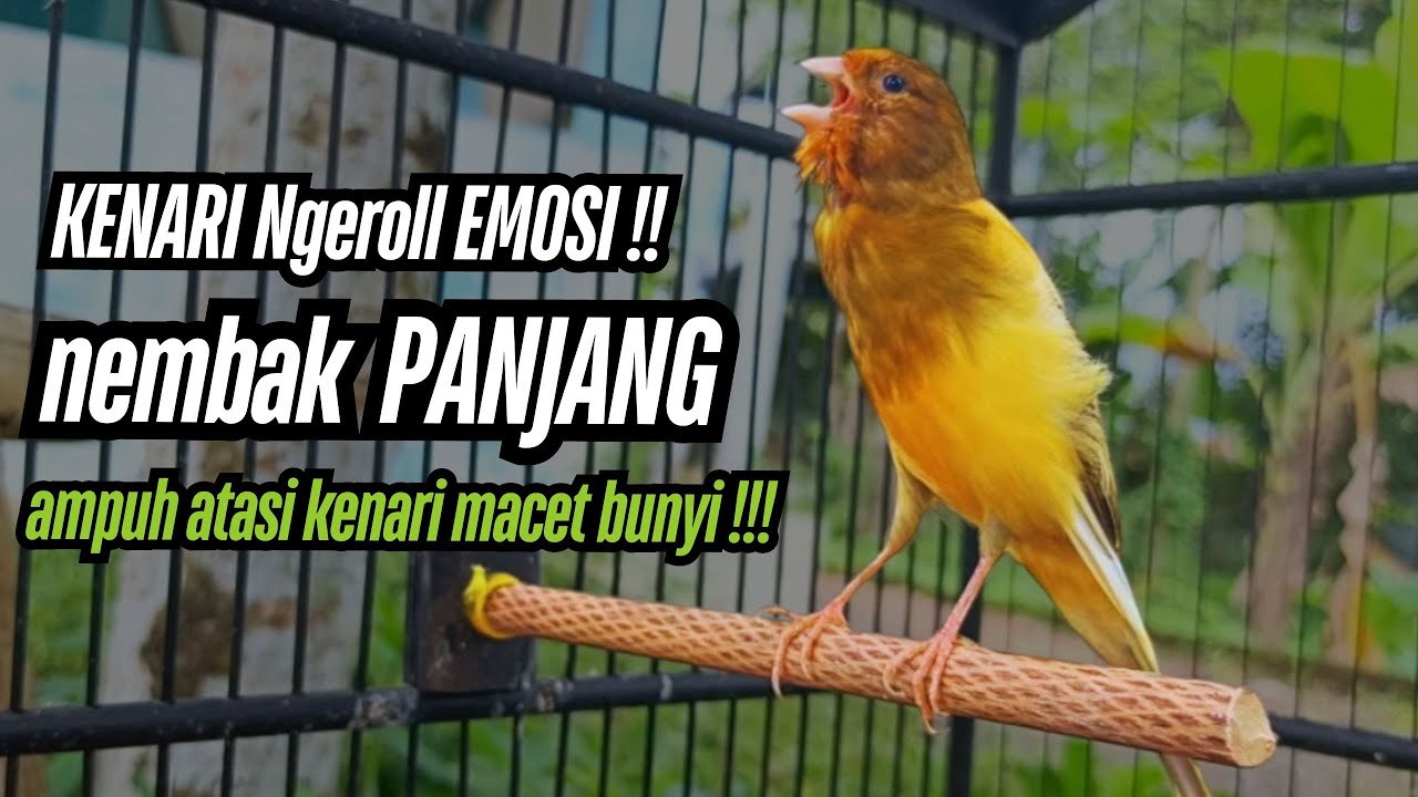 Pancingan KENARI gacor NGEREK!! untuk masteran kenari paud & terapi kenari macet bunyi agar gacor