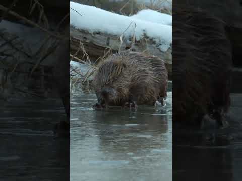 50 pound beaver vs. ice #shorts