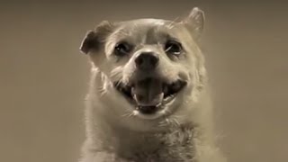 Dogs are man's best friend: touching Thai advertisement
