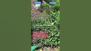 Comfrey - Chop and Drop Fertilizer