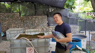 Home system to raise Tilapia in recirculation