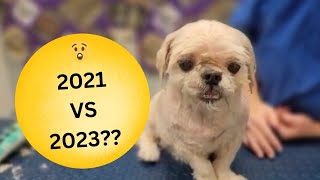 How is he for Grooming NOW 2023 VS 2021? WOW! by Cassie Putz 543 views 5 months ago 3 minutes, 53 seconds