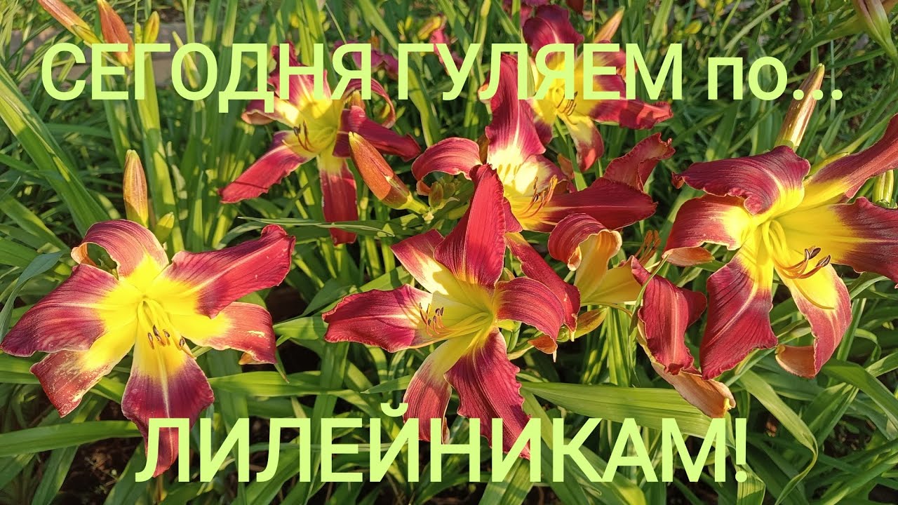 Лилейники крупноцветковые, коллекционные, авторские. Приглашаю на прогулку!