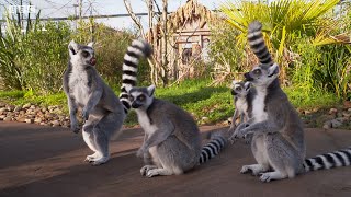 Why Do Lemurs Sunbathe? | Weird Animal Searches | BBC Earth Kids