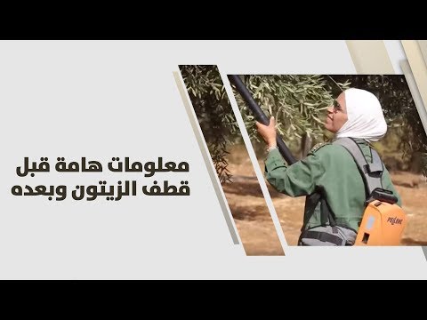 أمل القيمري معلومات هامة قبل قطف الزيتون وبعده زراعة