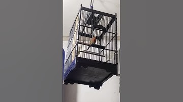 PANCAWARNA #gacor #beautiful #burungkicau #burung #bird