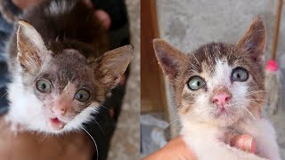 Sick Kitten Cries For Help  But People Ignore Her  Episode 8  Transformation