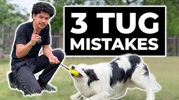 Playing Tug With Your Dog? Avoid These 3 Common Mistakes