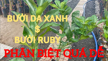 Phân biệt 2 giống bưởi RUBY và Bưởi Da Xanh