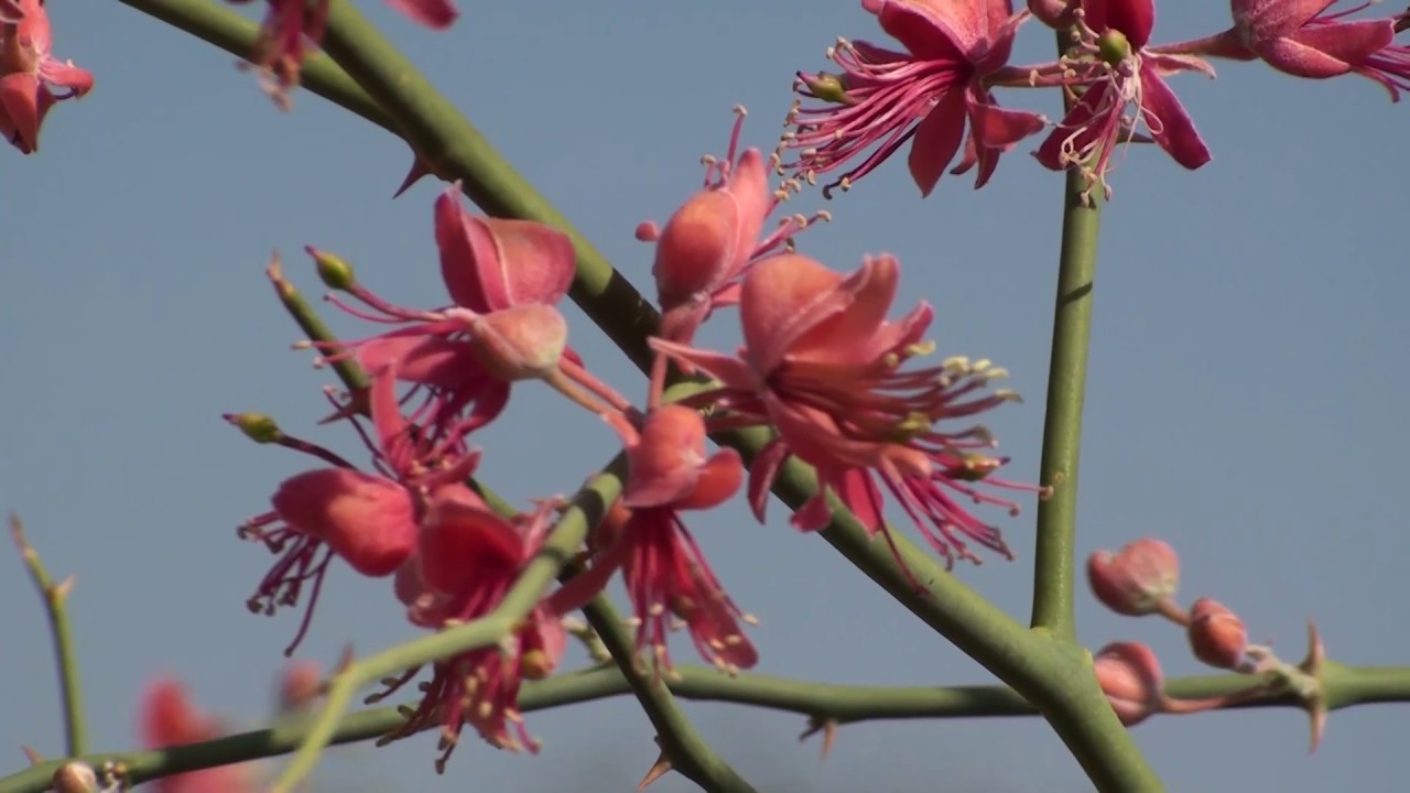 Capparis decidua karira insects picture