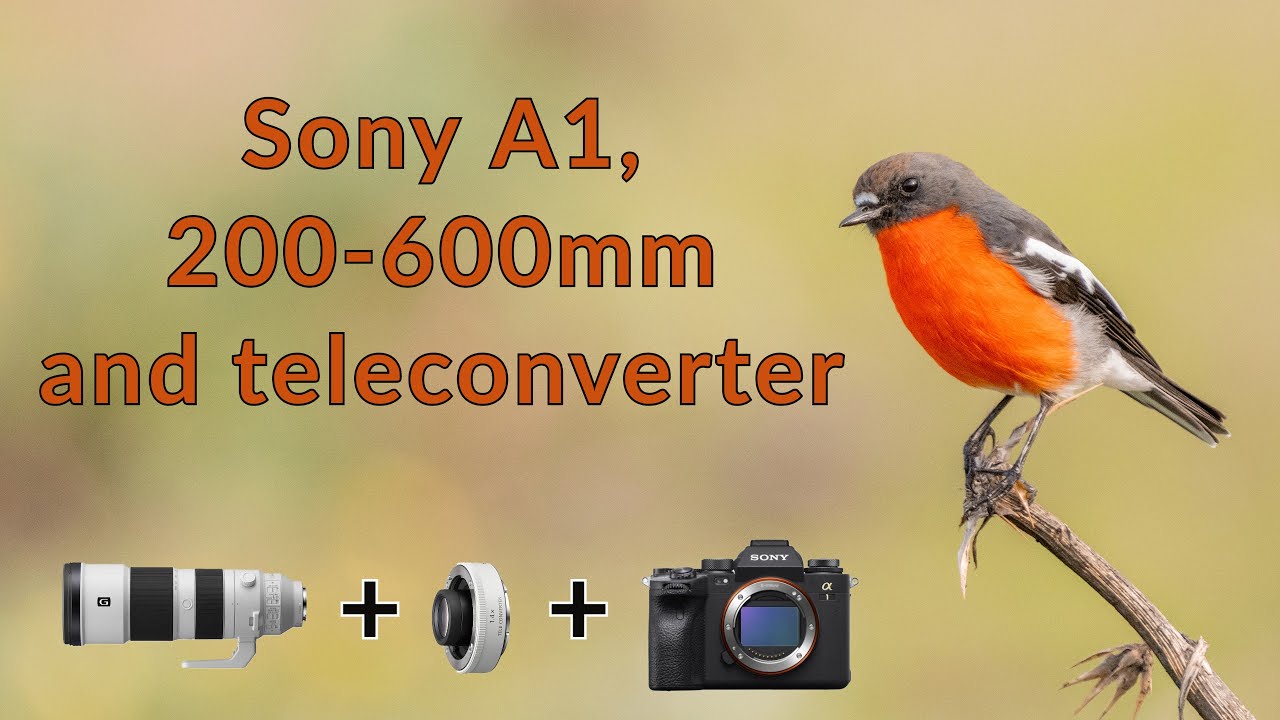 How does the Sony A1 + Sony 200-600mm lens + 1.4x teleconverter