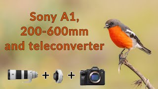 How does the Sony A1 + Sony 200-600mm lens + 1.4x teleconverter perform for bird photography?