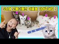 이젠 이름이 필요해요~ 고양이 밀크 새끼 5남매의 이름을 지어주세요! 이쁜 이름으로 부탁해요^^ [사랑아놀자 LOVE&TORY]