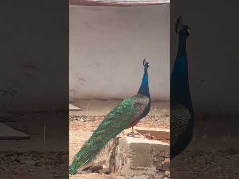 ت ب ار ك ال ذ ي ن ز ل ال ف ر ق ان ع ل ى ع ب د ه ل ي ك ون ل ل ع ال م ين ن ذ ير ا