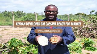 Kenyan Developed GM Cassava Ready for Market by AfriCenter 383 views 1 year ago 4 minutes, 57 seconds