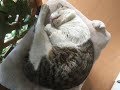 ミジンコみたいに寝る犬&猫ちゃんの姿が可愛くて愛らしい♡～Dogs and cats that sleep like daphne are cute and adorable.