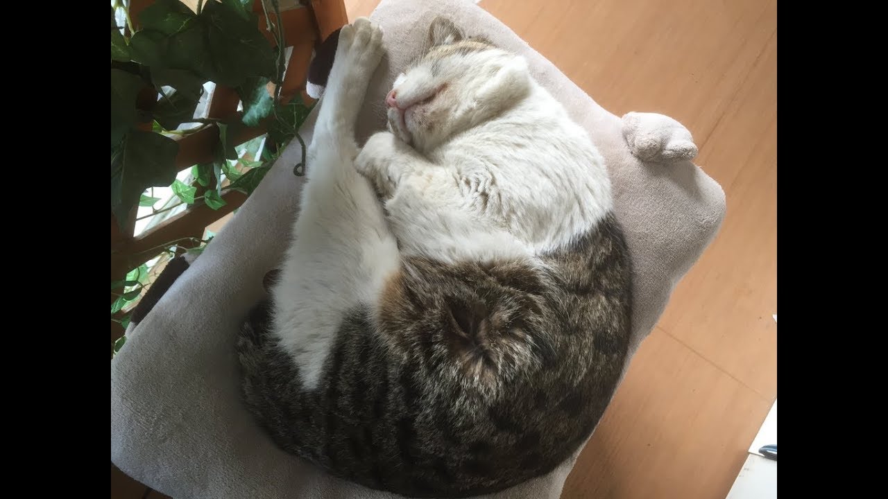 ミジンコみたいに寝る犬&猫ちゃんの姿が可愛くて愛らしい♡～Dogs and cats that sleep like daphne are cute and adorable.