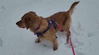 Maisie the snow dog by John Clavis 210 views 4 months ago 3 minutes, 21 seconds