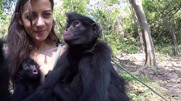 3 New baby spider monkeys!